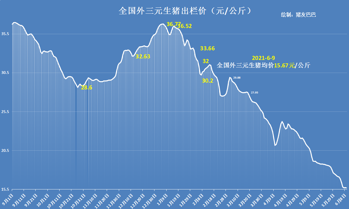 今日最新豬價(jià)概覽與行情分析