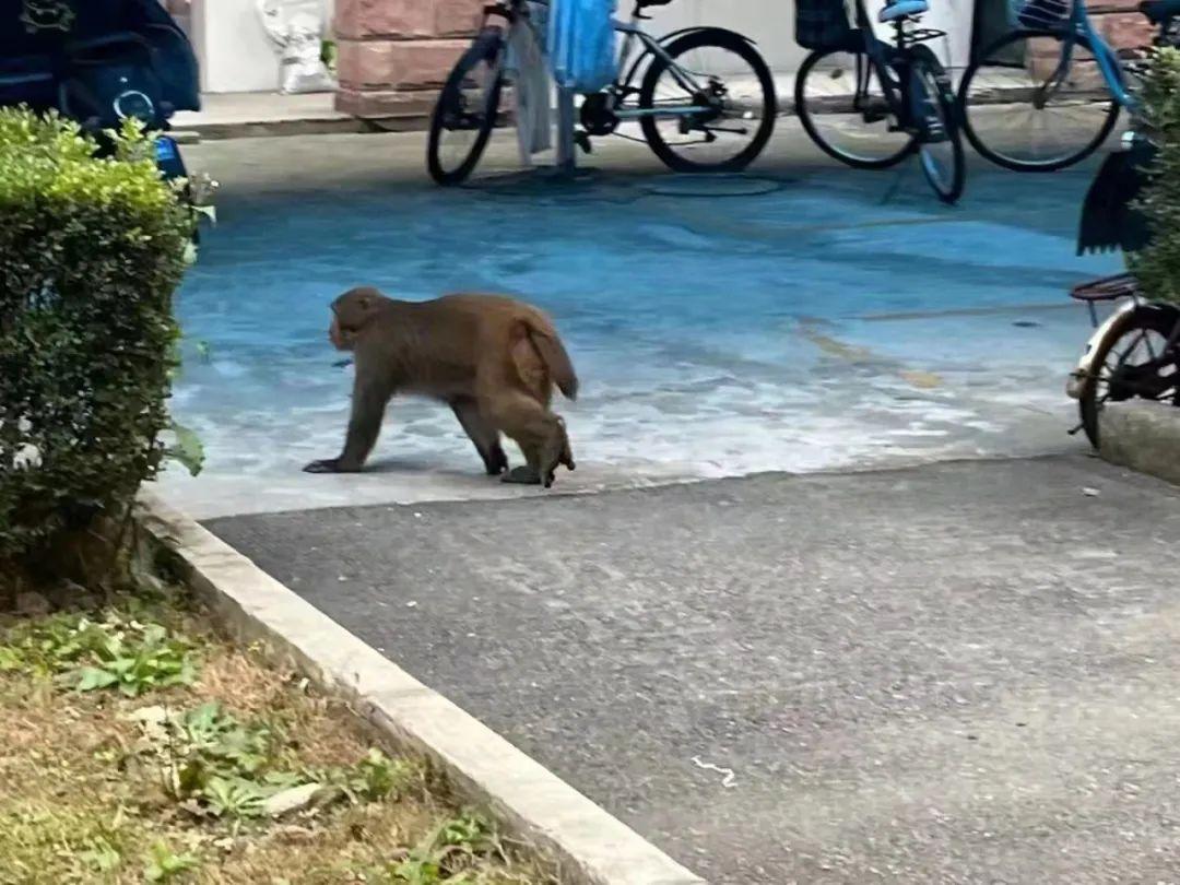 峨眉山猴子最新探秘，小巷深處的猴趣與美食之旅