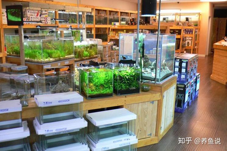 水族店最新